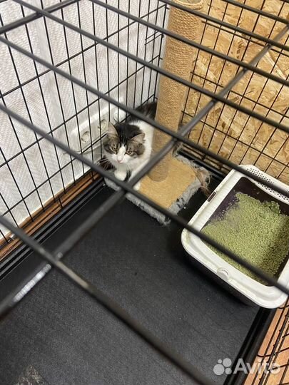 Кошка ищет любящую семью