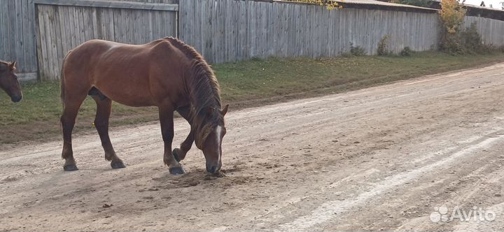 Продам жеребца