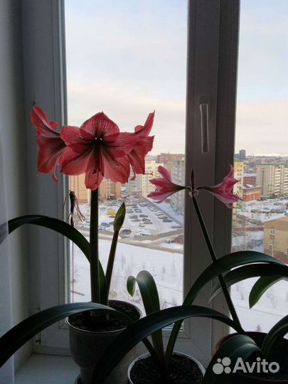 Гиппиаструм среднего размера