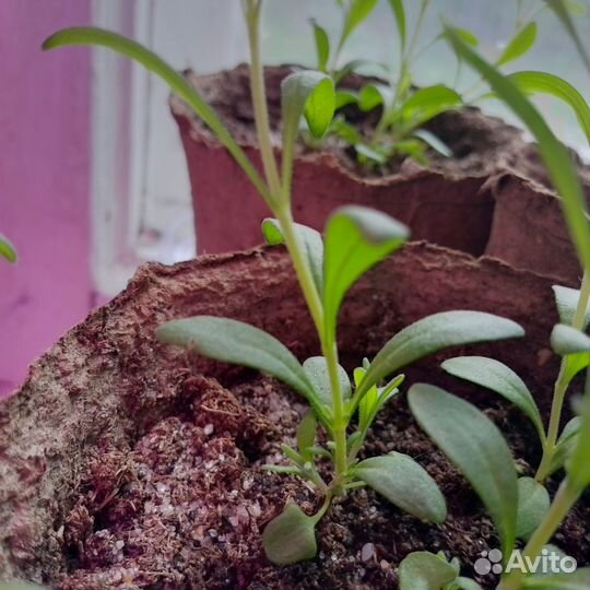 Лаванда узколистная. Рассада