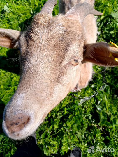 Козы и козлята без торга