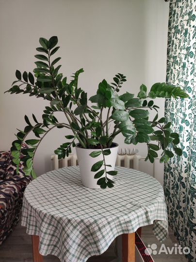 Замиокулькас