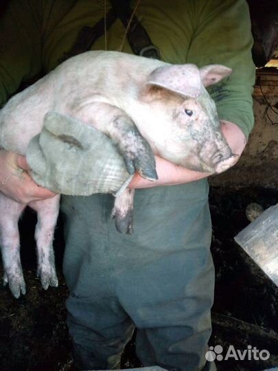 Поросята дюрки, ландрасы