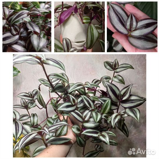 Традесканция зебрина