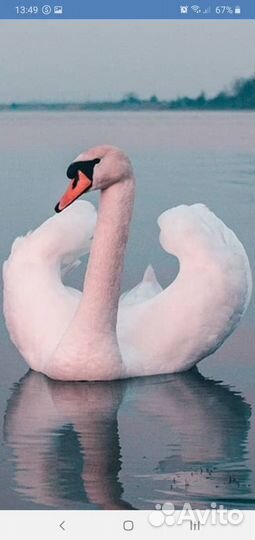 Экскурсия на автомобиле по Куршской косе