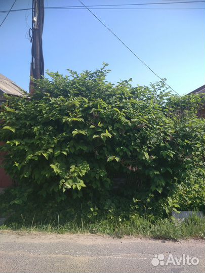 Садовый кустарник