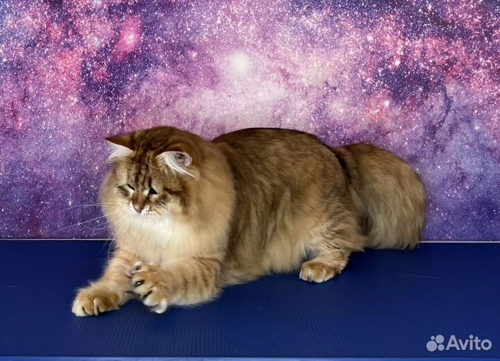 Скорее идите К нам