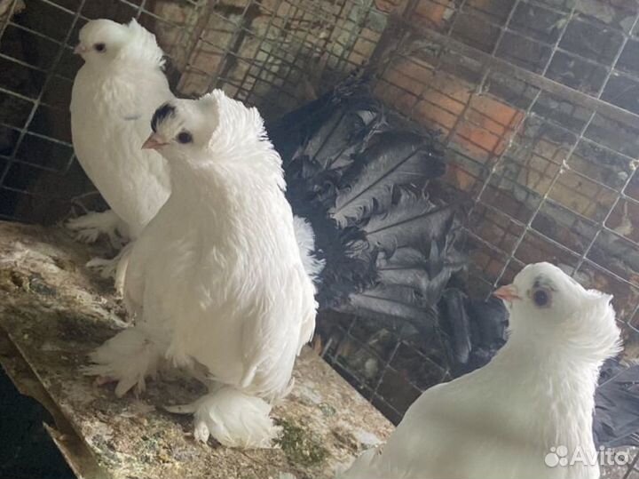 Статные голуби