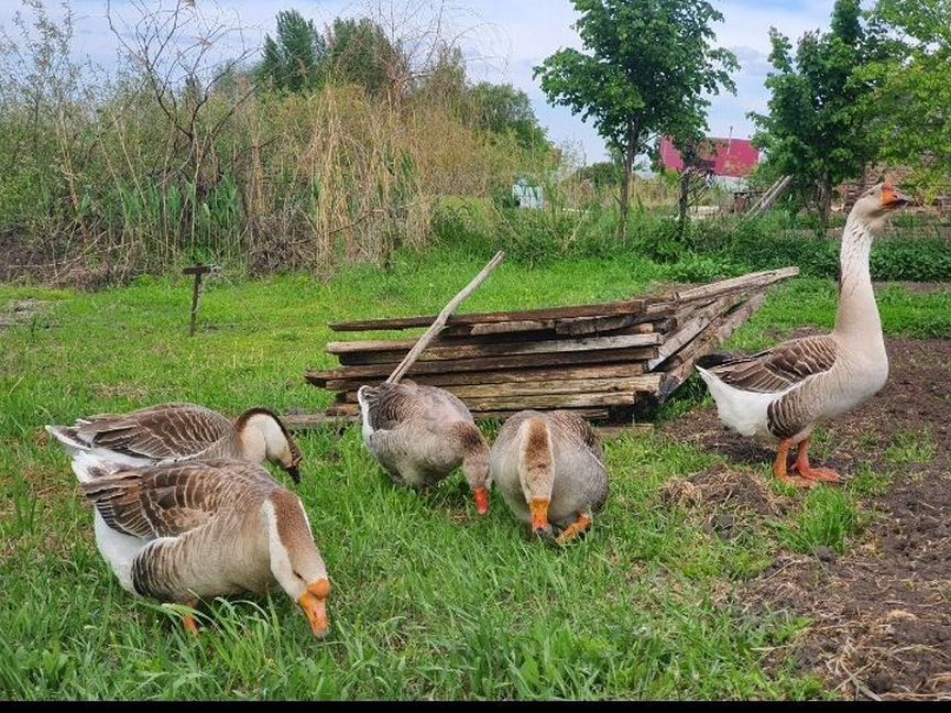 Инкубационное яйцо гусиное, утиное