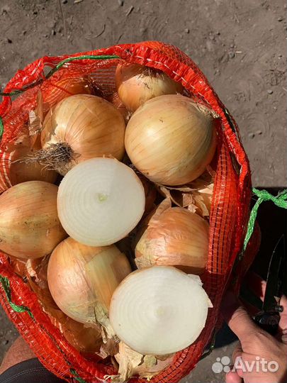 Лук опт Манас