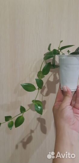 Монстеры манки и минима, эсхинантус