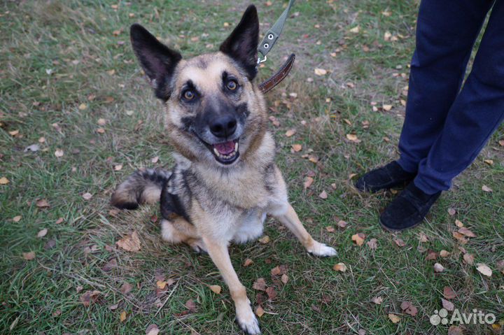 Активному пожилому псу невыносимо в приюте