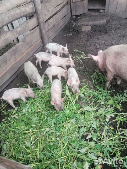 Поросята