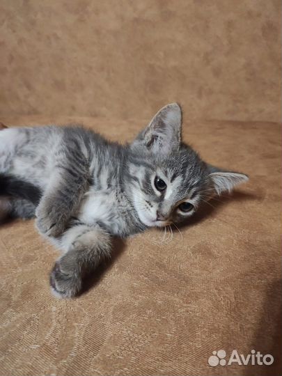 Котята в добрые руки приучены к лотку