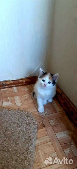 Котята с леса