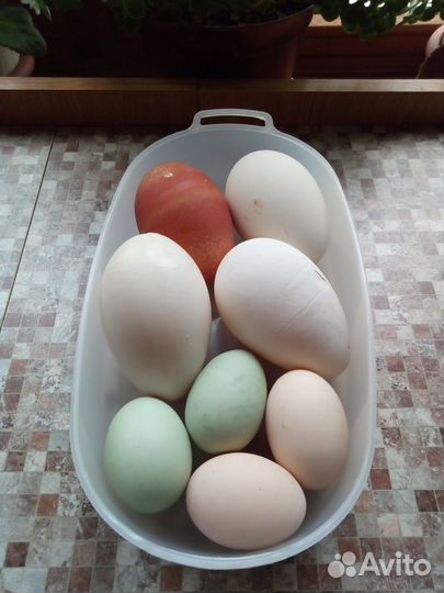 Яйца домашних кур и гусей
