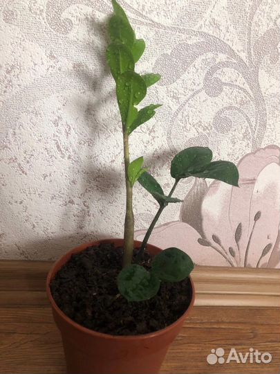 Замиокулькас, фикус