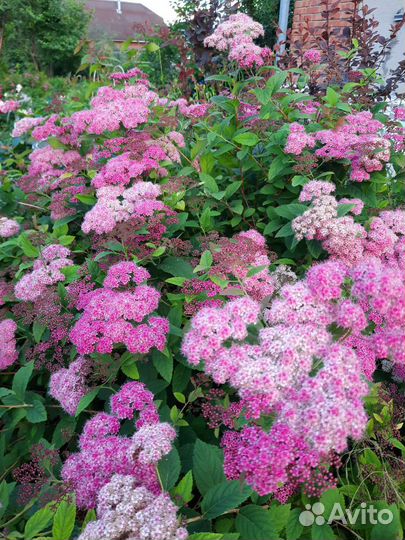 Саженцы декоративных кустарников