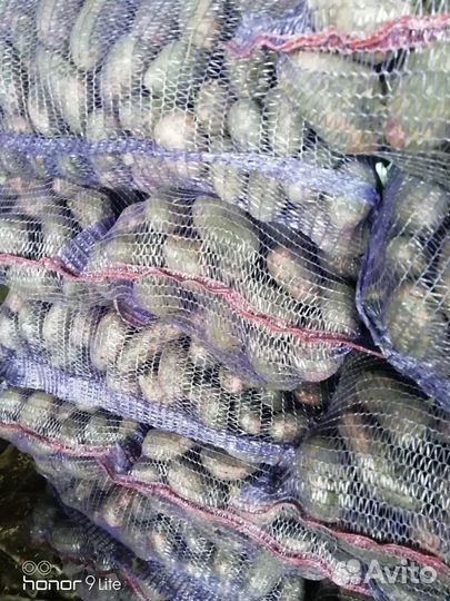 Продам картофель