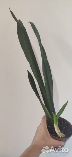 Сансевиерии