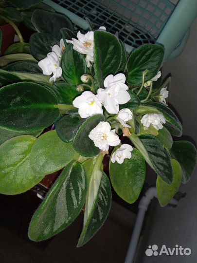 Обменяюсь листиками фиалки