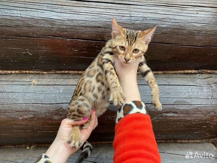 Бенгальские котята
