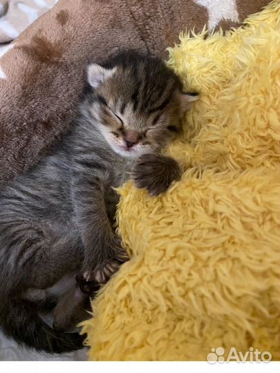 Отдам котят в добрые руки