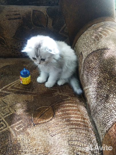 Шотландские котята