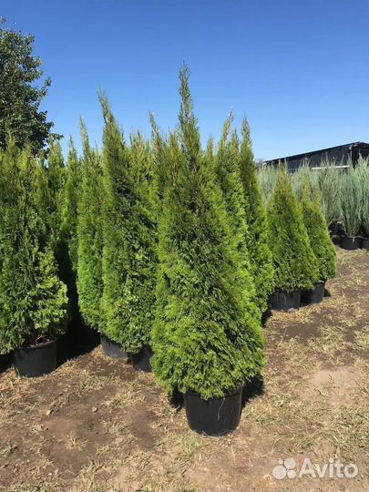 Туя Смарагд