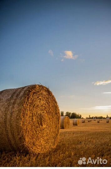 Солома + бесплатная доставка