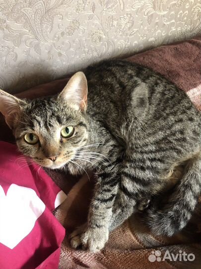 Европейская Кошка