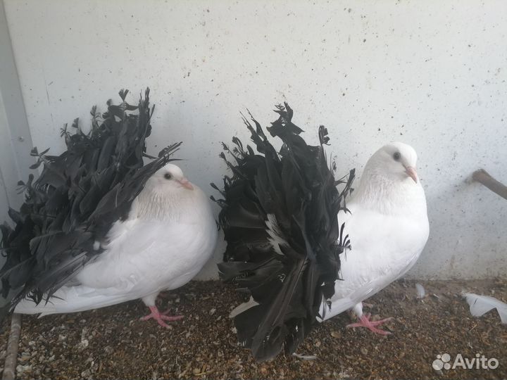 Голуби Павлины