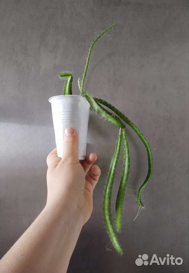 Гилоцереус ундатус