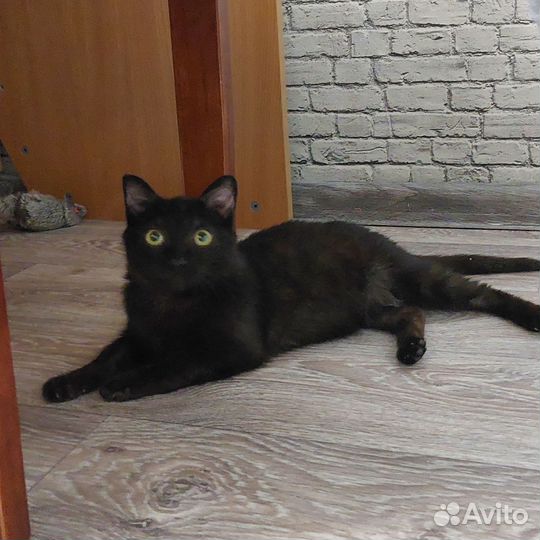 Милашка в добрые руки