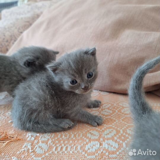 Котята ищут дом