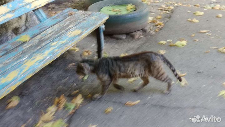 Кот и голодная усталость