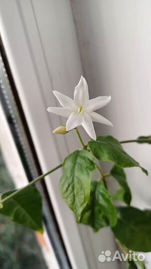 Комнатный жасмин самбак