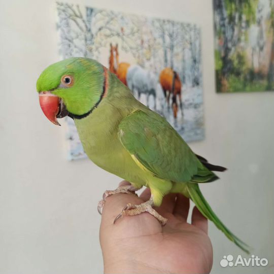 Передержка попугаев/птиц