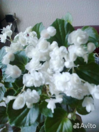 Бегонии, Каланхое махровая, Кампанулла жених махр