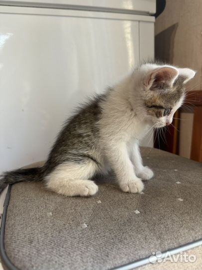 Котик в добрые руки
