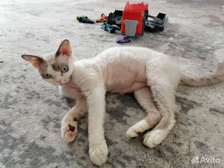 Девон-рекс кошка