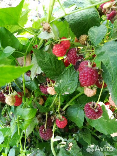 Малина ремонтантная-саженцы