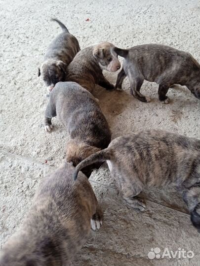 Щенки американского стаффорда