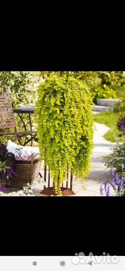 Вербейник монетчатый