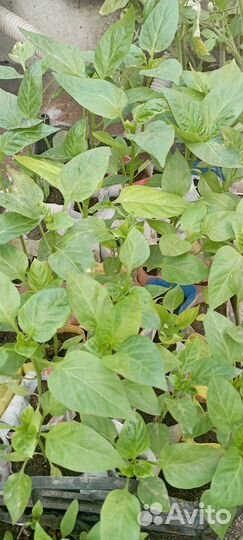 Рассада сладких перцев и цвет - львиный зев