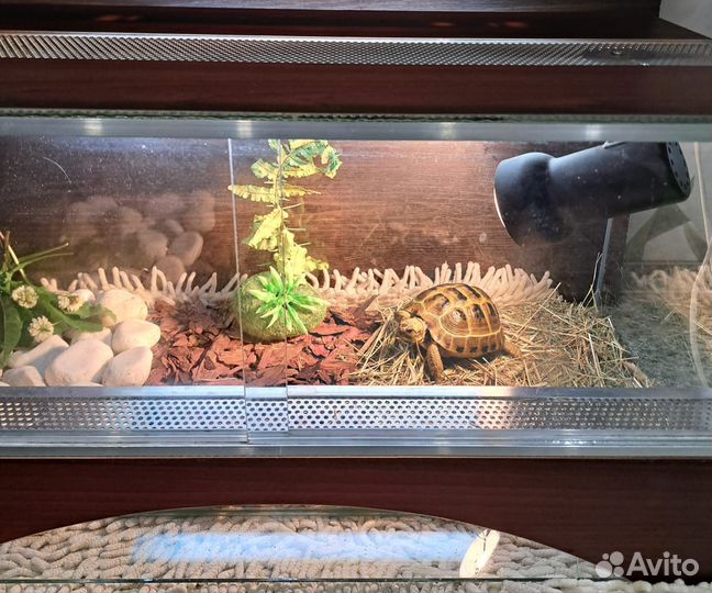 Черепаха с террариумом лампами и наполнением
