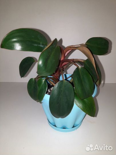 Филодендроны 2