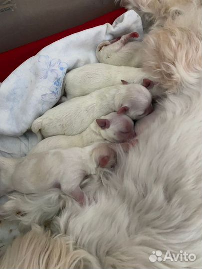 Скрещивание