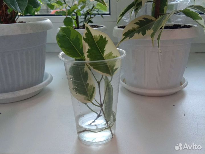 Черенки фикуса