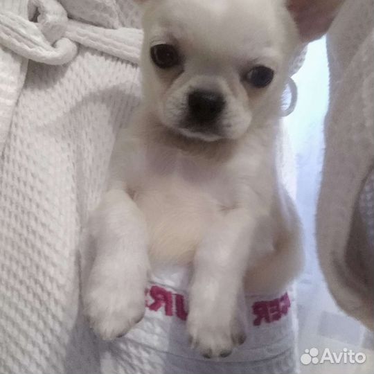 Вязка чихуахуа